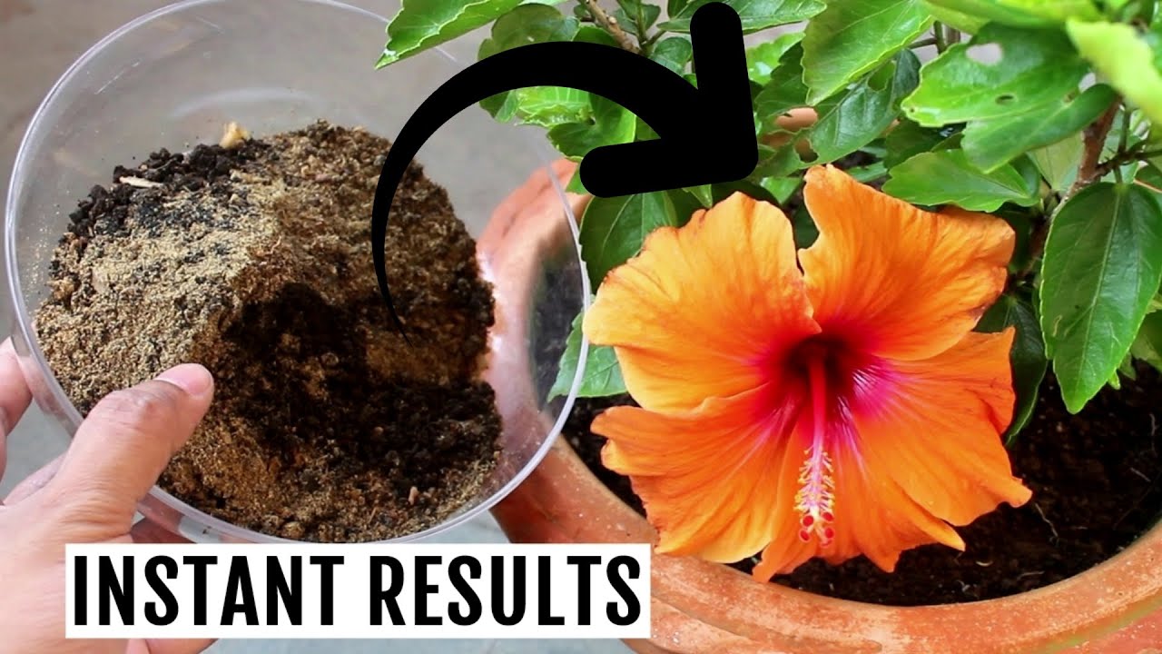 Best Organic Fertilizer For Hibiscus To Increase Flowering - YouTube