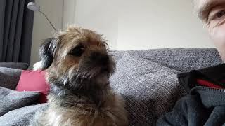 Border terrier Leeloo, my best friend.