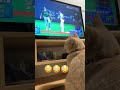 野球を観る猫が可愛すぎたwww shorts 猫