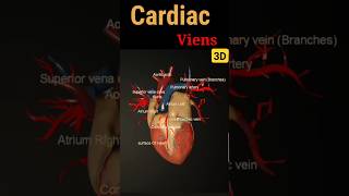Heart Viens 3D #shorts #ytshorts #anatomy #shortvideo #innervation