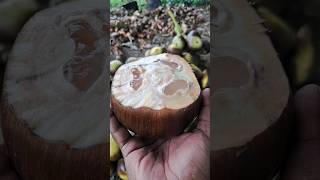 பனை நுங்கு | Palmyra fruits | village life #shorts #village