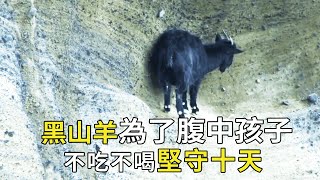 The mother of the black goat was accidentally trapped on a cliff. The mountain wall was steep and c