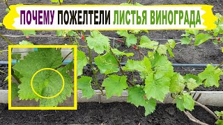 🍇 ХЛОРОЗ. Пожелтели ЛИСТЬЯ ВИНОГРАДА / Появились \