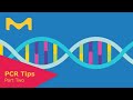 Choose the Right DNA Polymerase for Your PCR