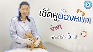 เช็ดหูน้องหมาง่ายๆ ทำเองได้ใน 3 นาที  l  โรงพยาบาลสัตว์ชัยนาท