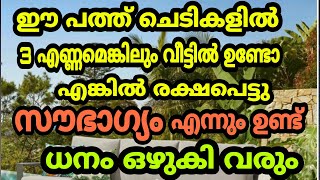 ഈ 10 ചെടികളിൽ 3 എണ്ണമെങ്കിലും നിങ്ങളുടെ വീട്ടിൽ കന്നിമൂലയിൽ വളർന്നാൽ ഈശ്വരാധീനം ! മഹാഭാഗ്യം