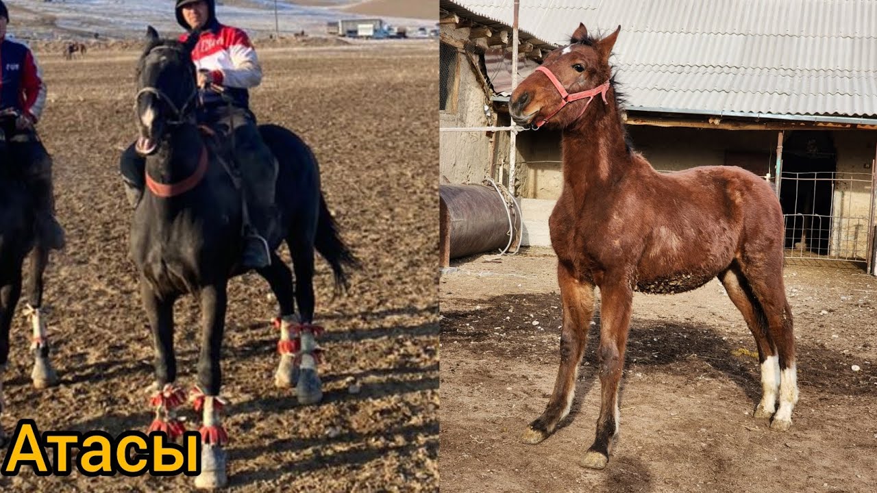 польша аттын баласы сатылат тел 996 505 434 321 Youtube