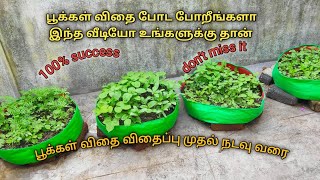 பூக்கள் விதை விதைப்பு முதல் நடவு வரை.flower seeds sowing to planting the sampling 🌼🏵️🌸🌺🌷😊👍