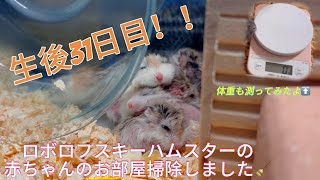 生後31日目のロボロフスキーハムスターの赤ちゃん部屋の掃除と体重測定をしました🧹