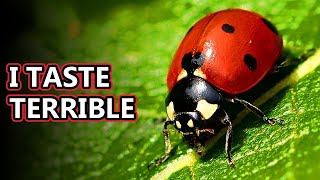Ladybug facts: aka ladybeetle facts | Animal Fact Files