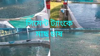 সিমেন্ট ট্যাংকে মাছ চাষ ।। Cement tanke mach chas ।। Bio flock Fish Farming ।। Khushnur Nahid ।।