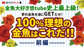 夢の金魚を遂にGETだぜ！100%理想の金魚はこれだ！前編　金魚大好き悠tube