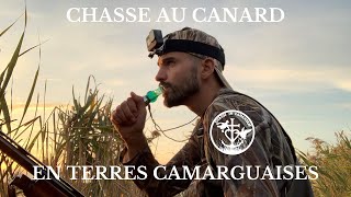 Chasse au Canard en Terres Camarguaises