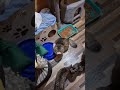 Много хороших котиков cats кот cat