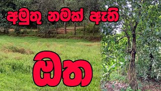 Otha,ඔත, පහල හංවැල්ල Pahala Hanwella seethawaka සීතාවක