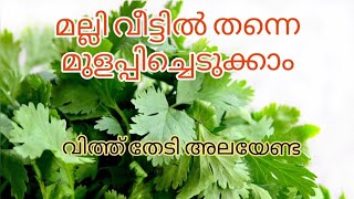 മല്ലിയില ഇനി കടയിൽ നിന്ന് വാങ്ങേണ്ട 365 ദിവസവും മല്ലി / Malliyila Krishi @orusimplerecipe