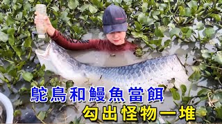 用鴕鳥肉和鰻魚肉當魚餌，全部扔進亞馬遜河，勾出一只只史前怪物