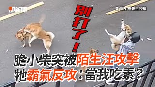 膽小柴被陌生汪攻擊！牠霸氣反攻：當我吃素？｜寵物｜狗｜柴犬｜流浪狗｜浪浪