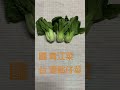 青江菜閩南語唸法 shorts