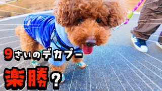 【衝撃】トイプードルが才能を発揮！これでシニア犬？【名古屋しゃべるトイプードル】