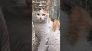 Caution: This cat’s got a purr-sonality as unique as his eyes! 🐾👀 #cat #trend #pets #viral #shorts