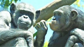 おやつはネギ　よこはま動物園ズーラシア　チンパンジー　202104