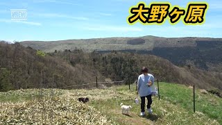 愛犬と四国カルスト・大野ヶ原