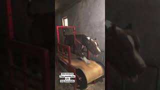 Check the power Pitbull treadmill workout | top quality working line Pitbull Karnataka dogs