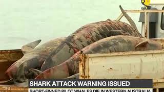 Whales die in mass beaching in Australia: Tourists warned to stay out of water.