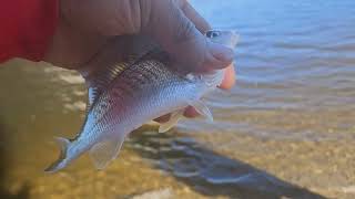 Catching  croaker  on  a Temu  shrimp