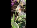 cute cockatiel flowers love to eat flowers