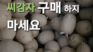 씨감자 아주 적당한 보관장소와 썩지않고 얼지않게 보관 방법 알려드립니다