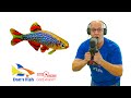 Ep 336 Celestial Pearl Danio GIVEAWAY