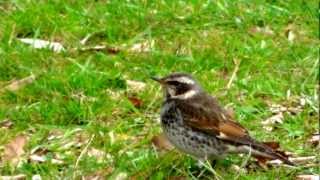 ツグミさん Dusky thrush