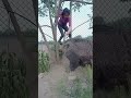 how to climb on wild boar #boar #animal #pig #wildpig #pigfarmvideo #wildlife #viral