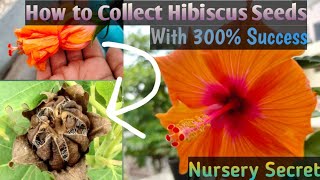 How to Collect Hibiscus Seeds At Home by Pollination #hibiscus