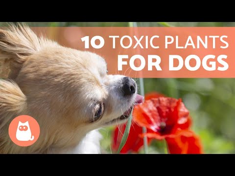 Are dandelions toxic to dogs?