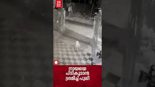 പുനലൂരില്‍ നായയെ പിടികൂടാന്‍ ശ്രമിച്ച് പുലി; സംഭവം ഫോറസ്റ്റ് സ്റ്റേഷന്‍റെ മുറ്റത്ത്; വീഡിയോ |Leopard