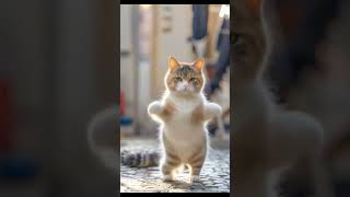 Cat Dance Party#cat #lovecats #cats #catvideos  #catlover #princesscat #kitten #dance #partyanimals