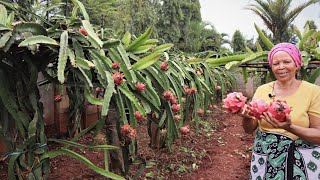 Most Expensive Fruit Farmer | Dragon Fruit Farming (Success Story)