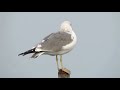 armenian gull larus armenicus Αρμενικός Γλάρος cyprus