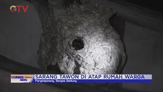 Petugas Damkar Pangkalpinang Evakuasi Sarang Tawon Vespa #BuletiniNewsPagi 02/03