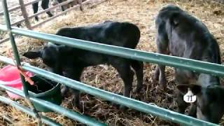 Angus calf update