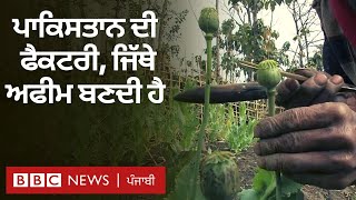 Opium factory in Pakistan: ਪਾਕਿਸਤਾਨ ਵਿੱਚ ਬਣਦੀ ਅਫੀਮ ਪਿੱਛੇ ਇਹ ਕਹਾਣੀ ਹੈ | 𝐁𝐁𝐂 𝐏𝐔𝐍𝐉𝐀𝐁𝐈