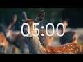 5 Minute Timer With Relaxing Music: Animal Theme