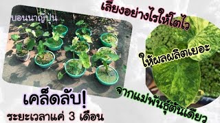 เลี้ยงบอนนาญี่ปุ่นอย่างไรให้ได้ไหลเยอะ ได้ลูกโตไว้ เคล็ดลับต่างๆ #colocasia #บอนนาด่าง #yellowspash