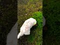 ゆるキャン聖地の霊犬神社、見付天神に行ったよ🧡🐕🐶