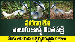 మరణం లేని నాలుగు కాళ్ళ వింత పక్షి || Amazing Mysterious Videos || Mana Patashala