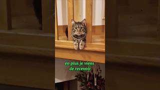 Petitou toujours là pour charmer ces dames #humour #shortswithzita #chats