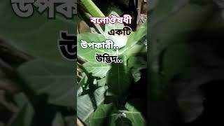 #উদ্ভিদ #উপকারিতা #বনোজ#শর্ট #আকন্দ #ভিডিও